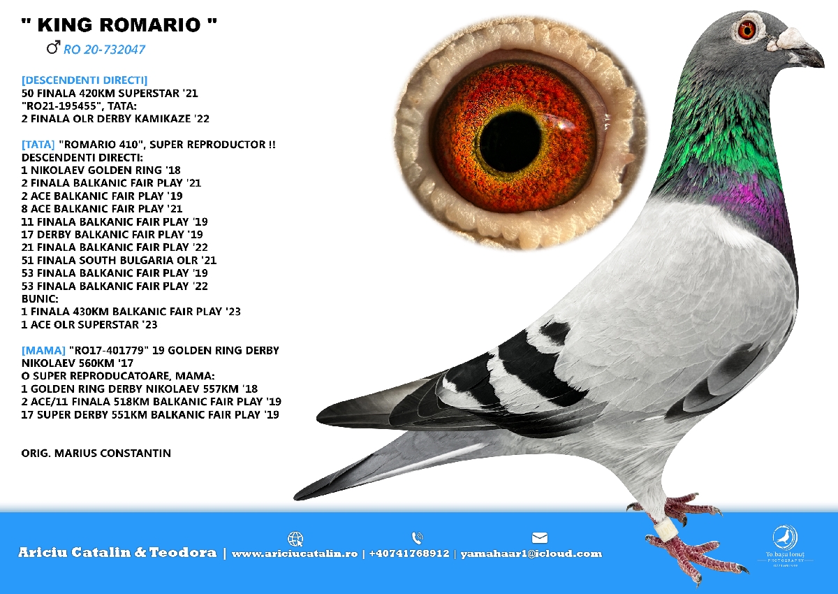 RO 25 280344 M - King Romario (Brother 1 Golden Ring) x Teodora, special breeder