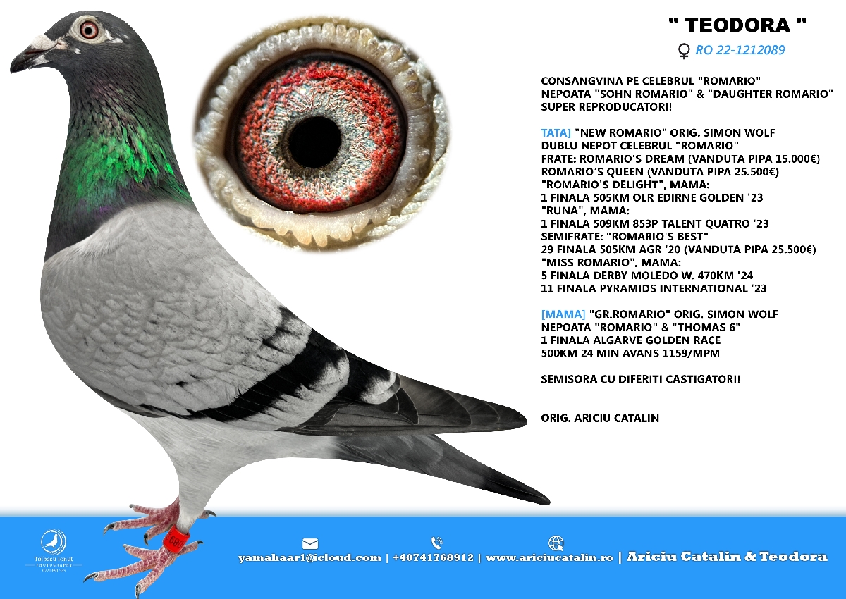 RO 25 280344 M - King Romario (Brother 1 Golden Ring) x Teodora, special breeder