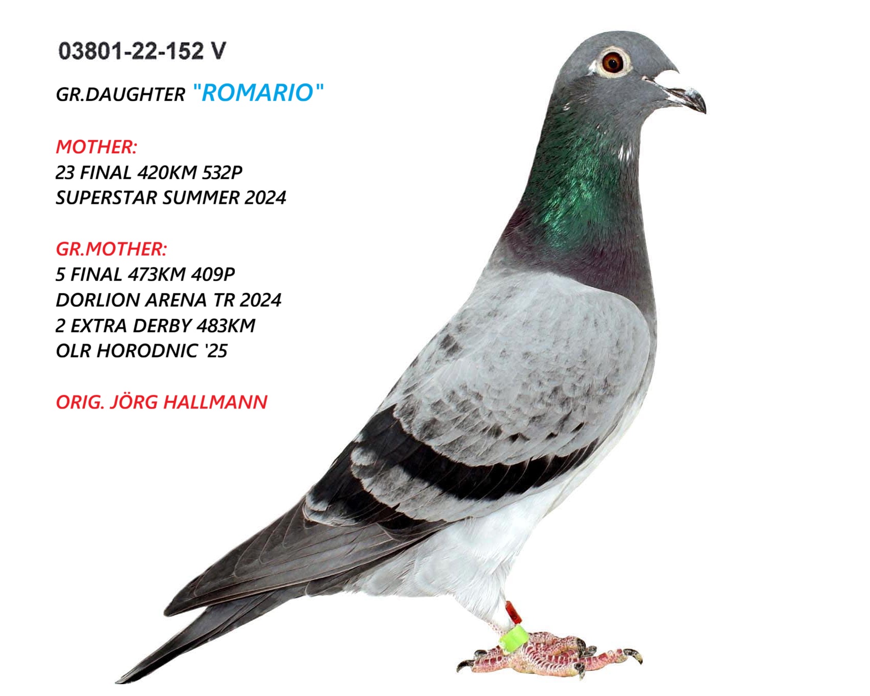 RO 25 280375 F- Half sister mother 1 Ace Superstar Spain (2 Final)