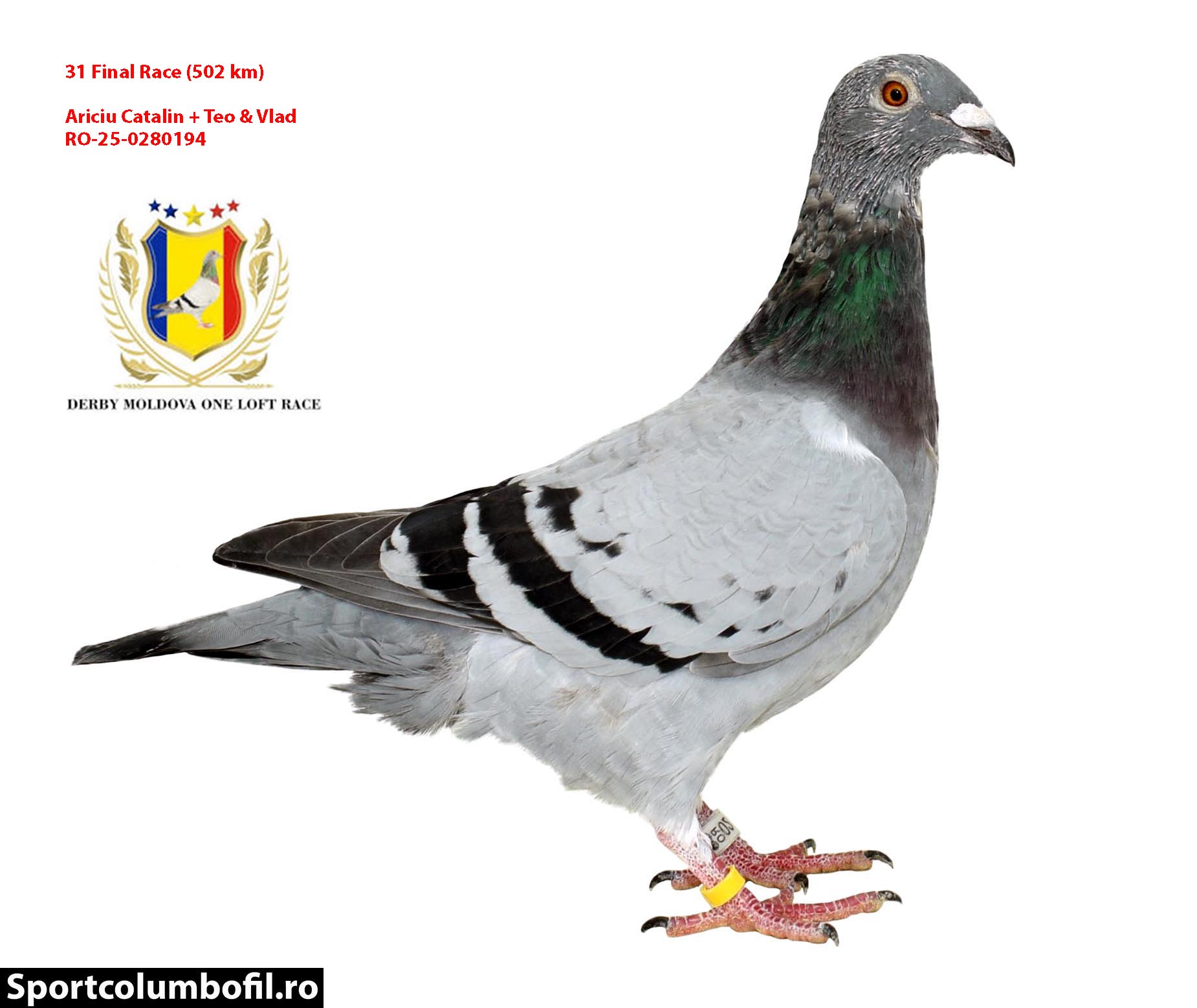 RO 25 280380 F - Half sister 2 Final Derby Moldova, 66 Final Algarve Golden