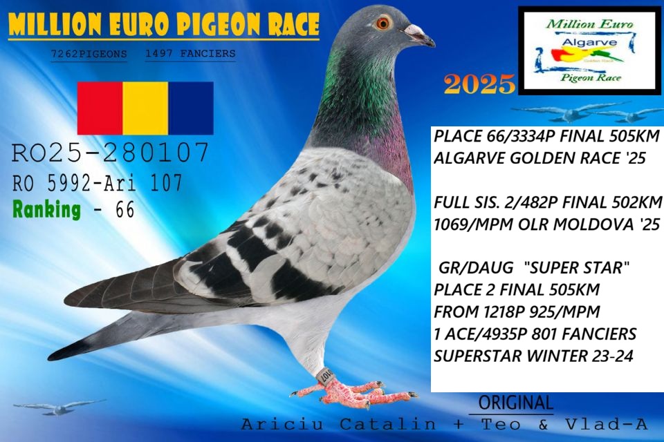 RO 25 280380 F - Half sister 2 Final Derby Moldova, 66 Final Algarve Golden