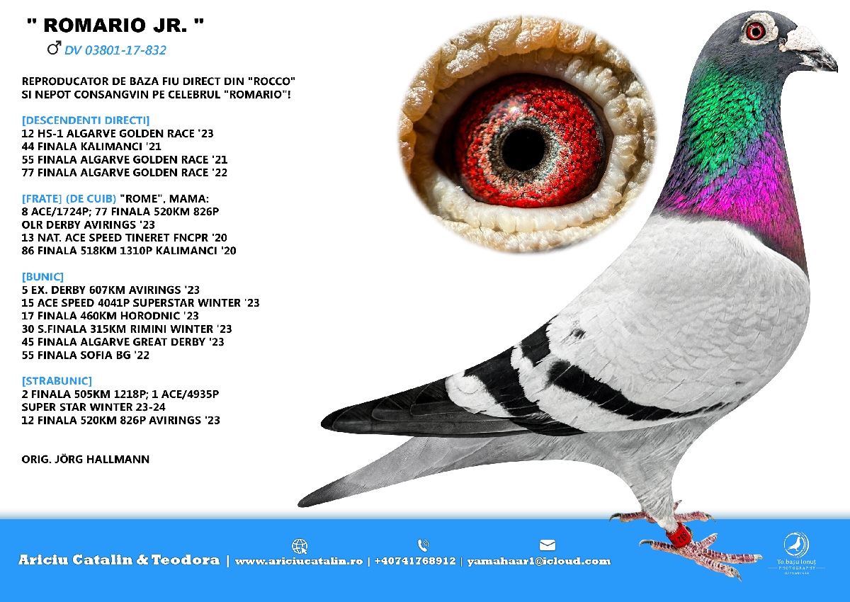 RO 25 280425 M - Brother 55, 77 Final Algarve Golden, 44 Final Kalimanci. Super Pair!