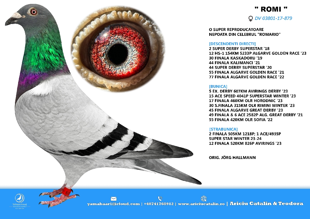 RO 25 280425 M - Brother 55, 77 Final Algarve Golden, 44 Final Kalimanci. Super Pair!