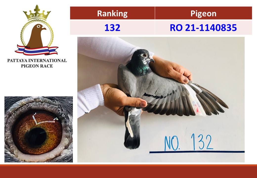 RO 25 280432 F - Sister 46 Final Pattaya; Half sister 1 Semifinal South Bulgaria