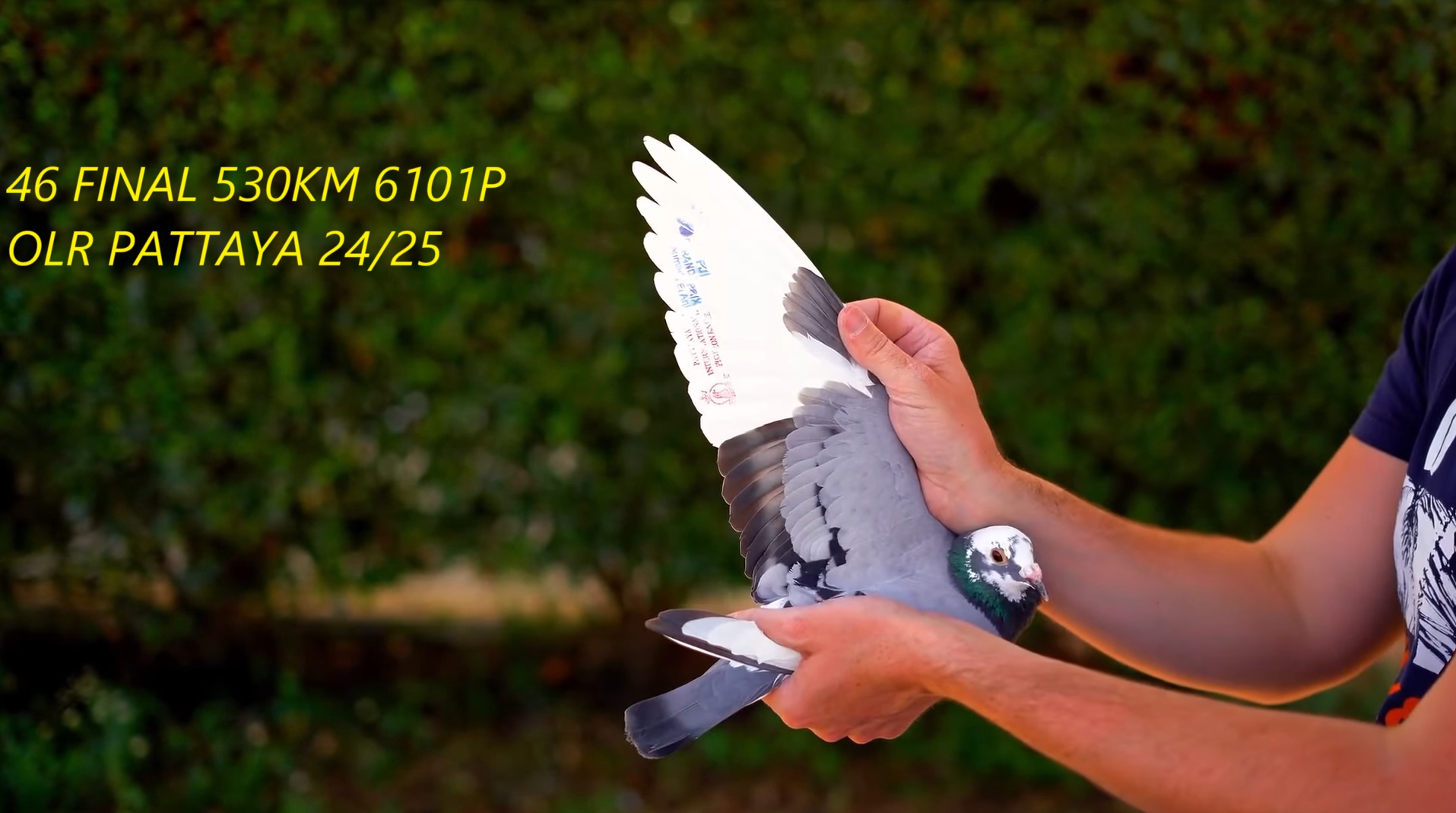 RO 25 280432 F - Sister 46 Final Pattaya; Half sister 1 Semifinal South Bulgaria