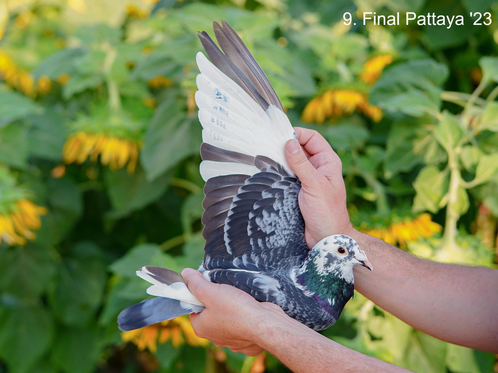 RO 25 280434 M - Brother 9 Final Pattaya x Half sister 46 Final Pattaya