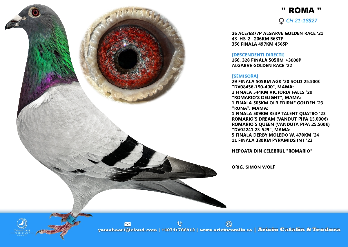 RO 25 280451 M - Daughter special breeders Ahile & Roma