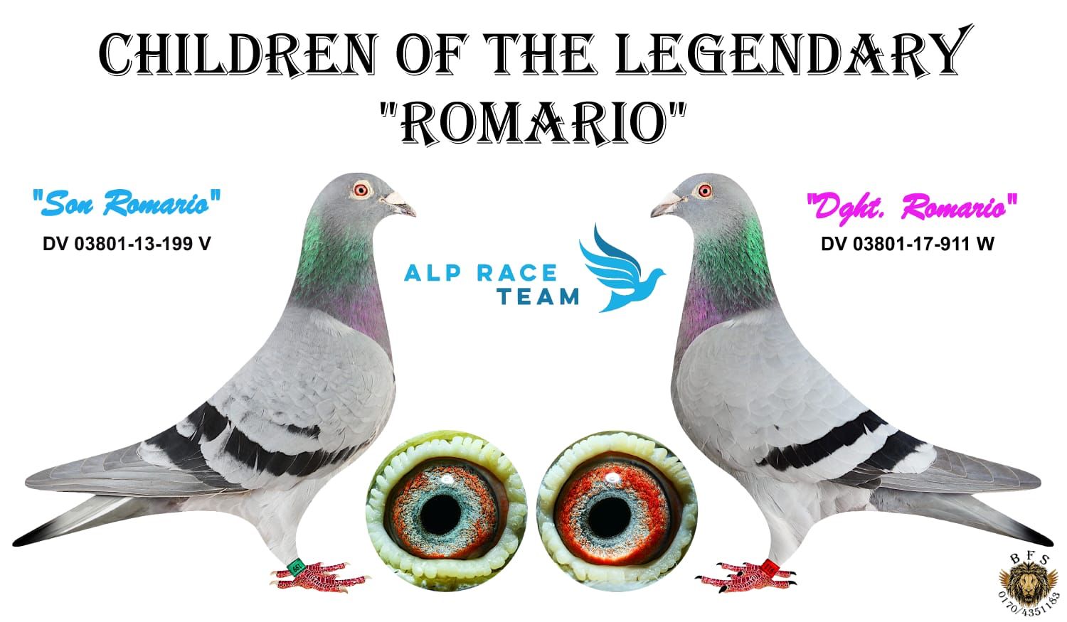 RO 25 280451 M - Daughter special breeders Ahile & Roma