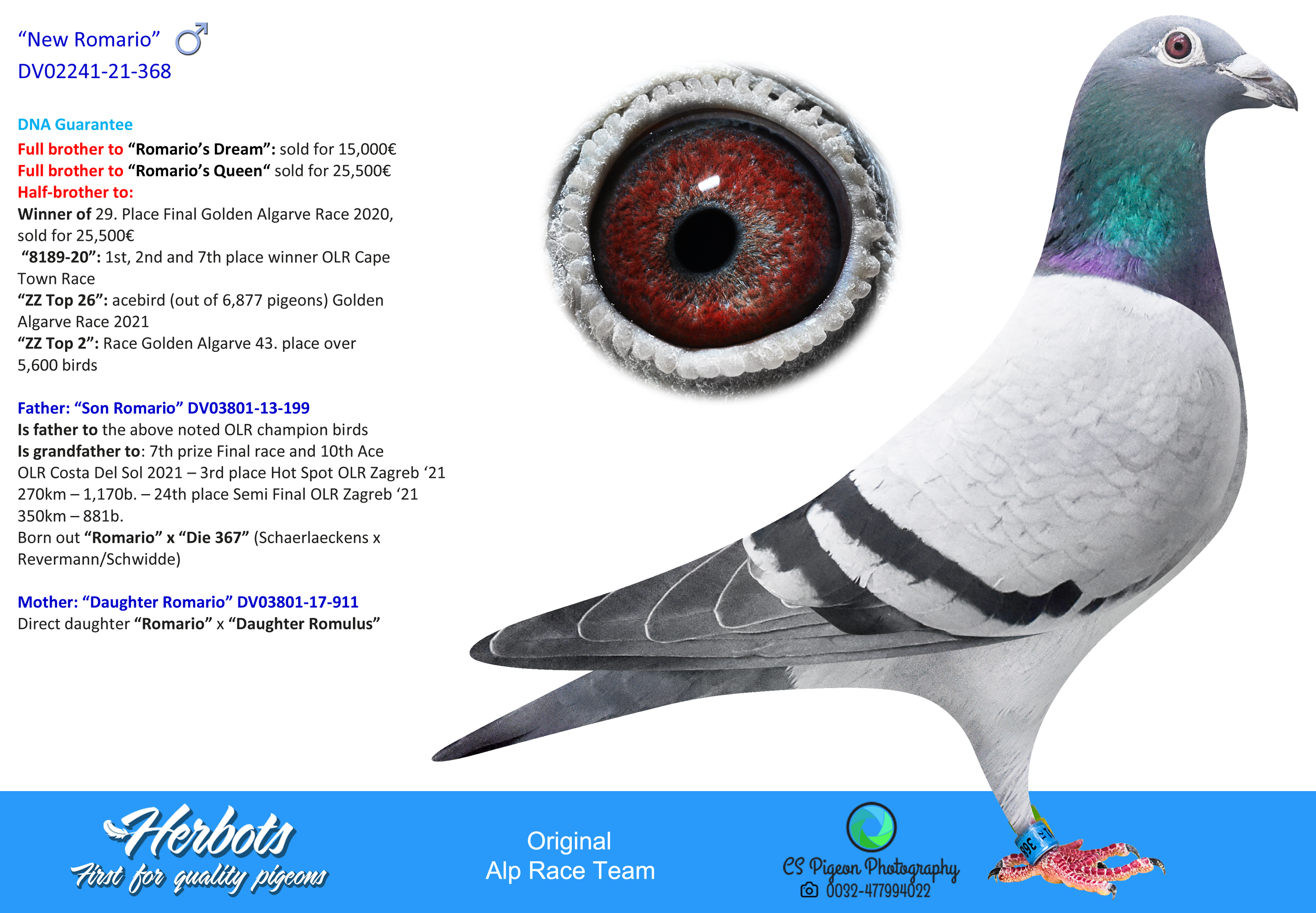 RO 25 280451 M - Daughter special breeders Ahile & Roma