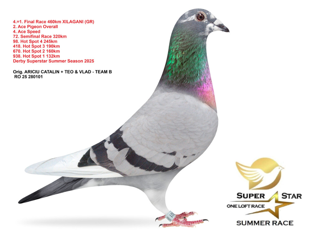 RO 25 280464 F - Double granddaughter Leonidas JR, super breeder