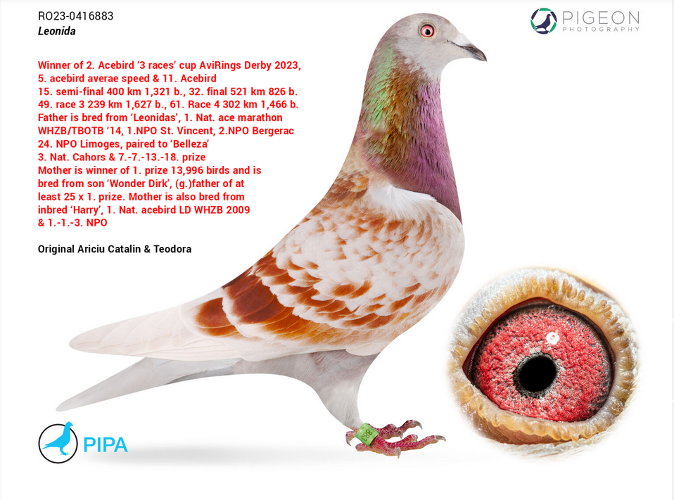 RO 25 280464 F - Double granddaughter Leonidas JR, super breeder