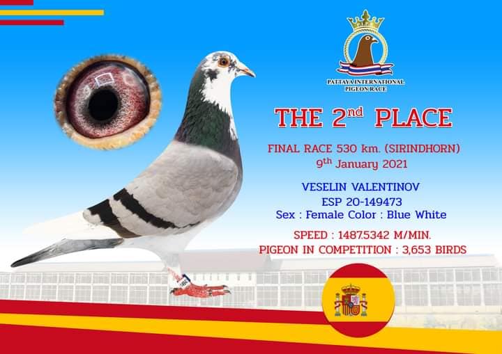 RO 417021-23 F - Sister 58 SFinal Algarve Golden Race!