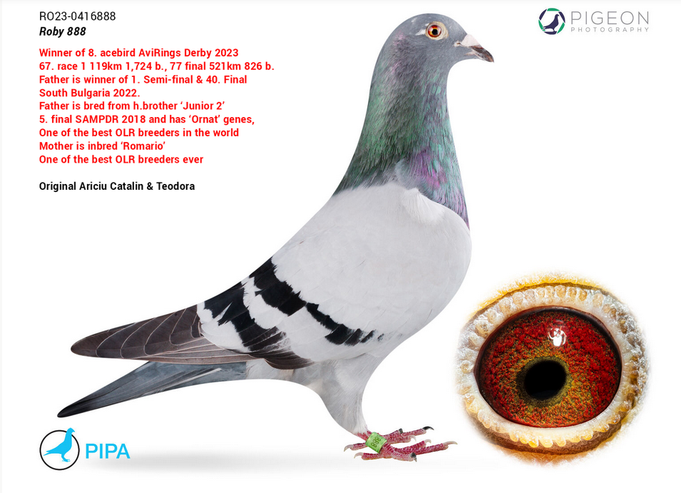 RO 417082-23 M - Half brother 8 Ace AviRings OLR 