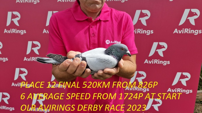 RO 417124-23 F - Half sister 12 Final (6 Ace) AviRings OLR (520 km)