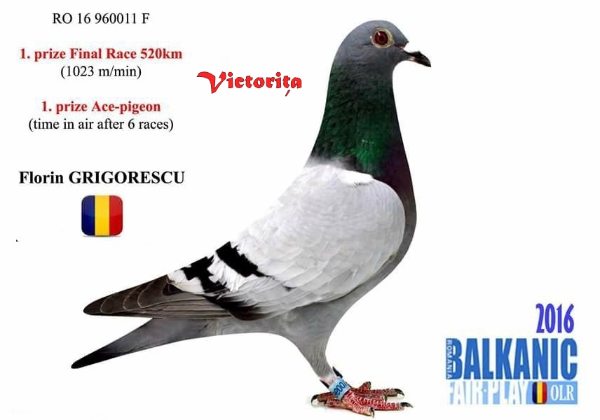 RO 436206-23 M - Half brother 1 Final (1 Ace) BFP 2016 