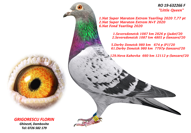 RO 439329-23 M - Son El Capo = grandfather 1 Final (1 Ace) BFP 2022