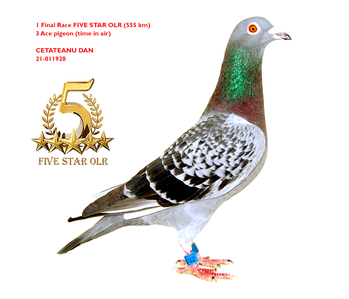 RO 550306-20 M - BIBI STEFANESCU - Father 1 Final Five Star OLR, 1 Ace BFP (SF+F+EF)