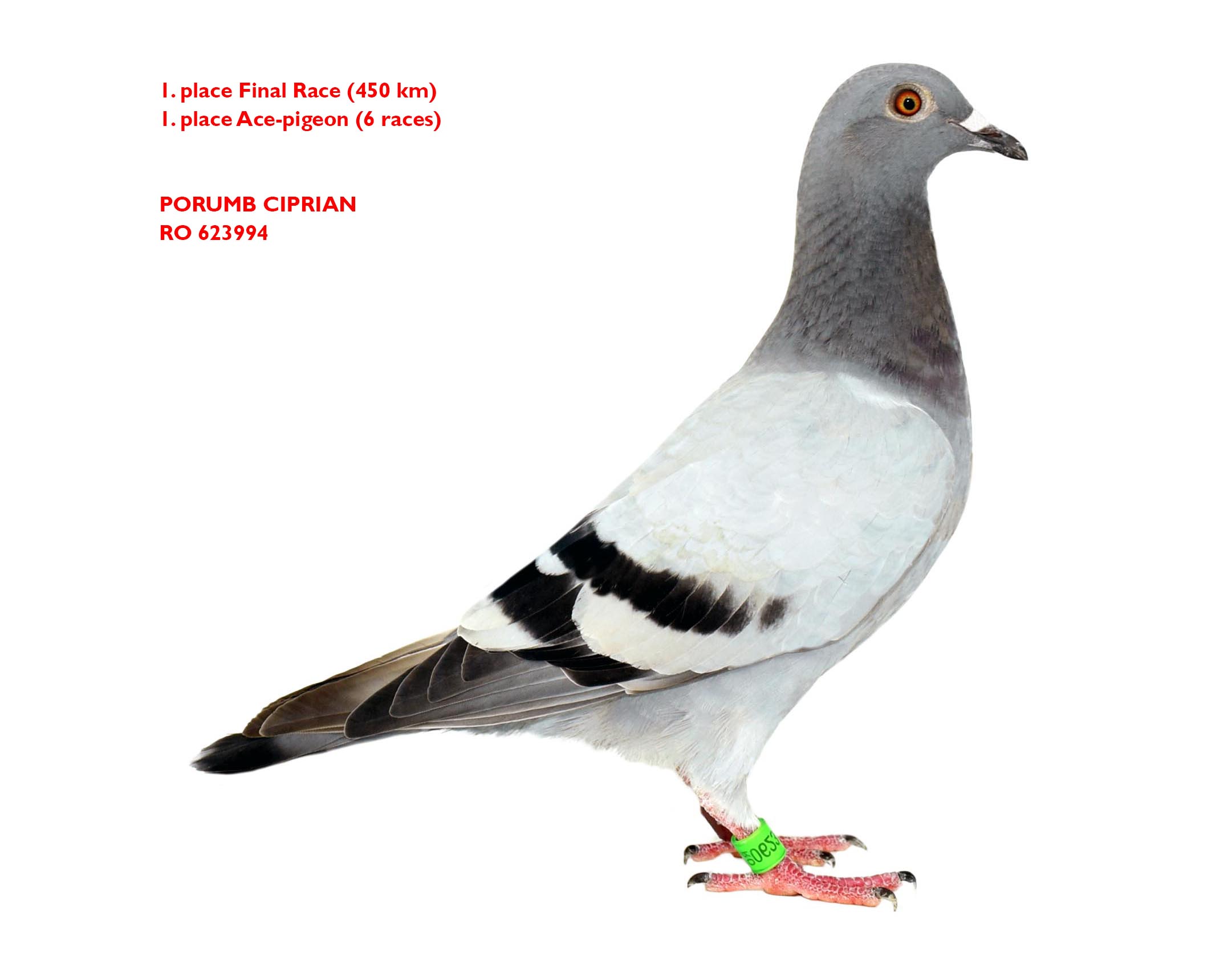 RO 623995-23 F - Nest sister 1 Final (1 Ace) BFP 2023