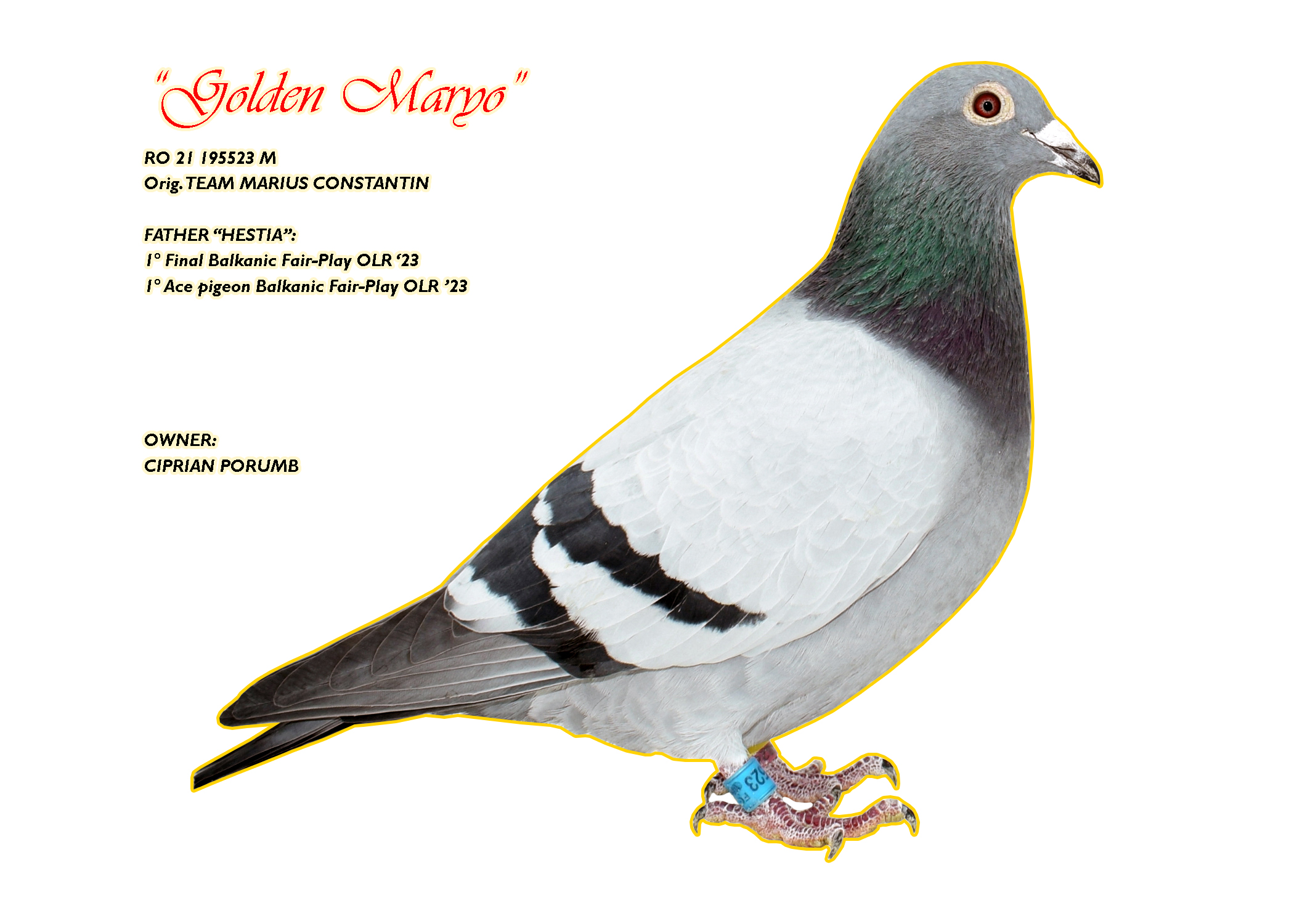RO 623995-23 F - Nest sister 1 Final (1 Ace) BFP 2023