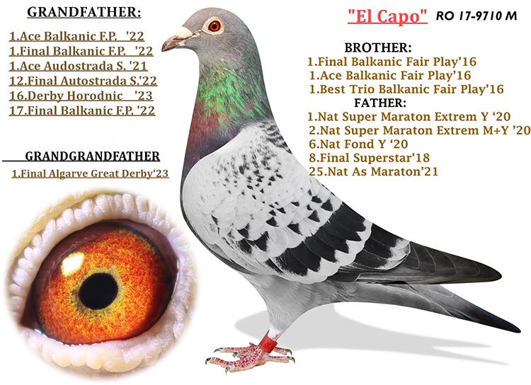 RO 857610-23  - Daughter El Capo = grandfather 1 Final (1 Ace) BFP 2022