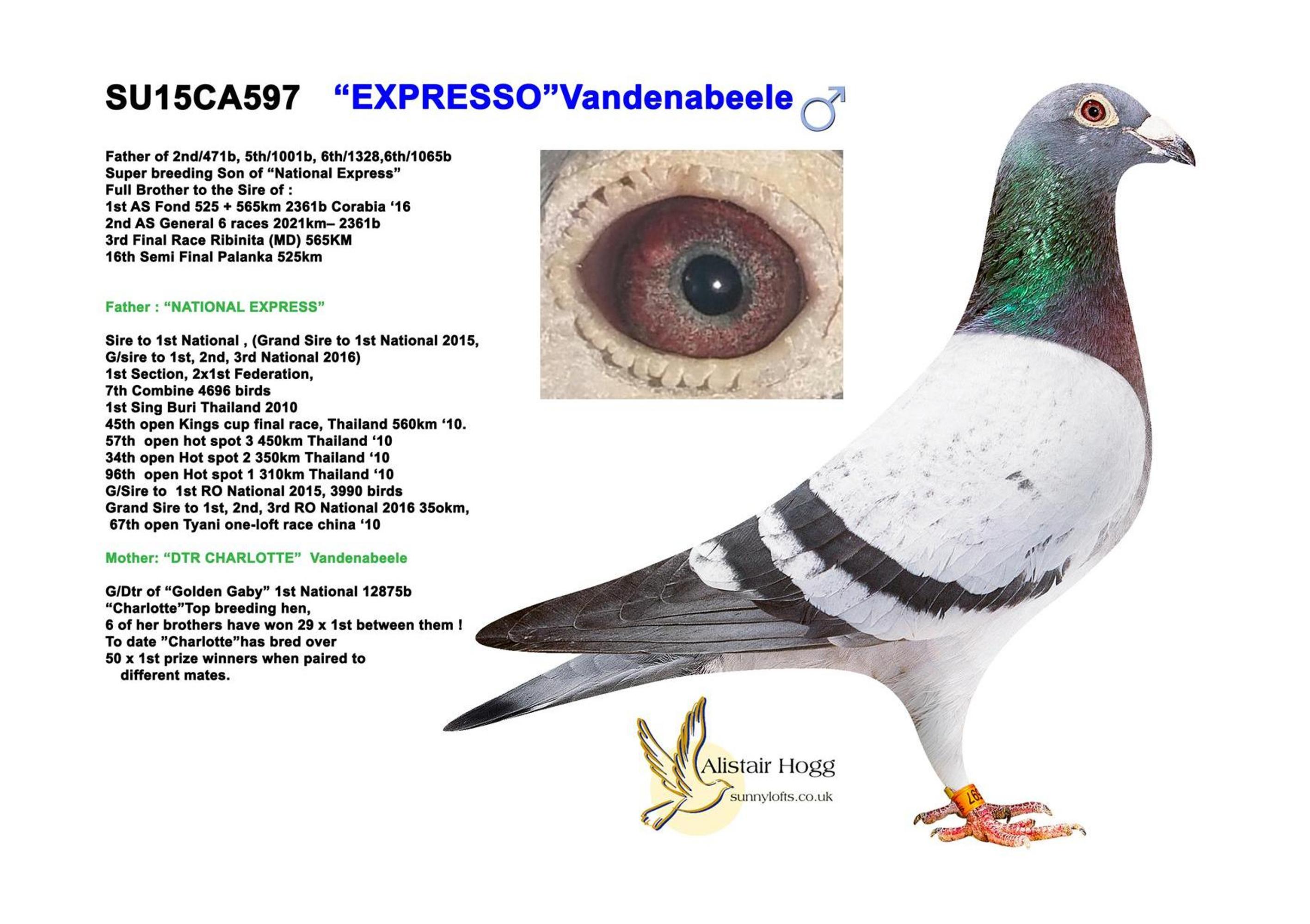 SU 22 CA 1295 M - Son Expresso x Hailo super Jorg Hallmann breeding hen