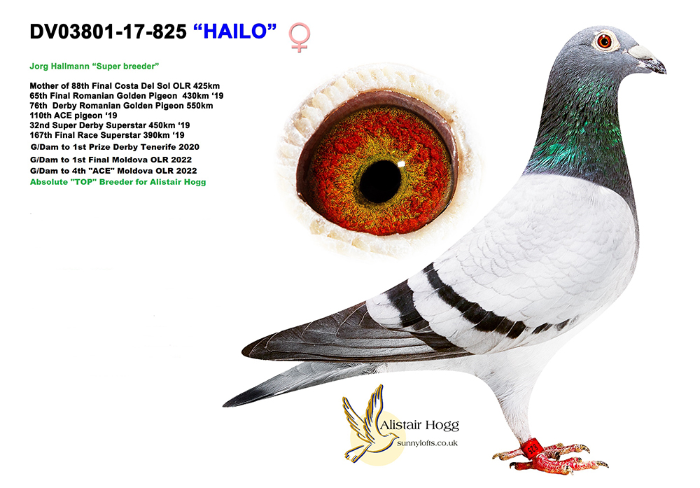 SU 22 CA 1295 M - Son Expresso x Hailo super Jorg Hallmann breeding hen