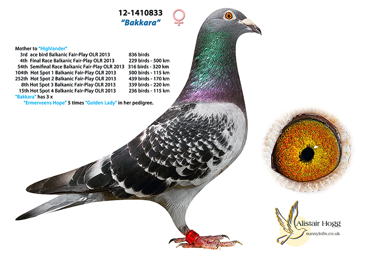 SU 24 2522 M - Grandson Bakkara, one of the best hens of the loft