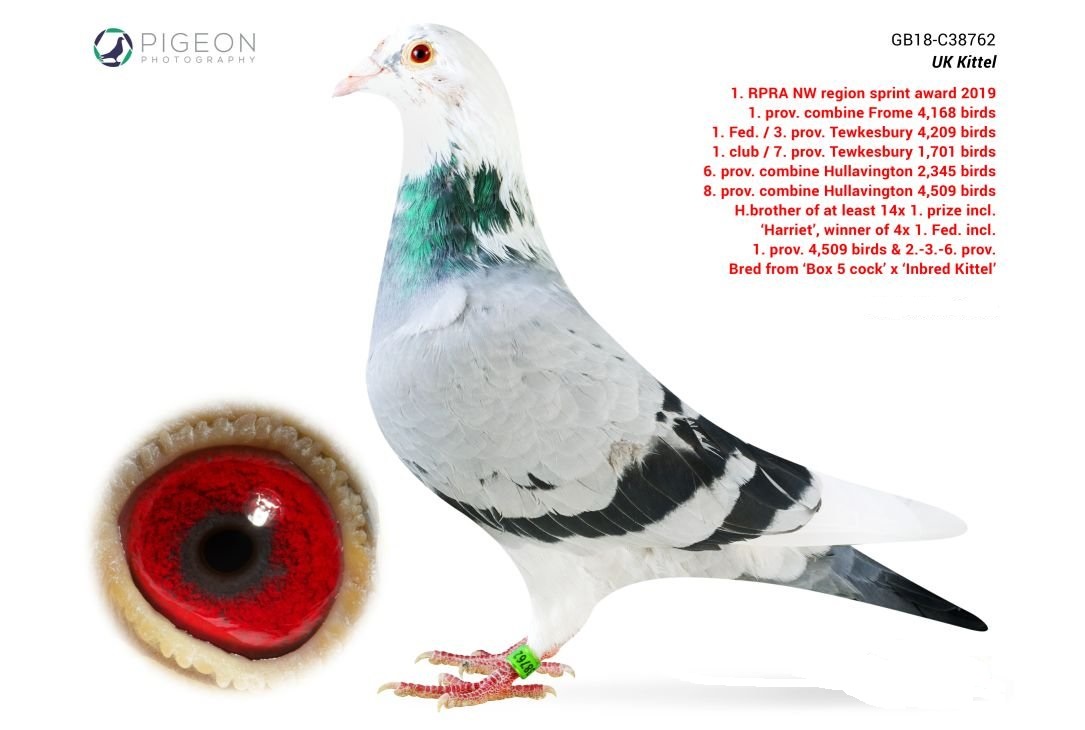 SU 24 2522 M - Grandson Bakkara, one of the best hens of the loft