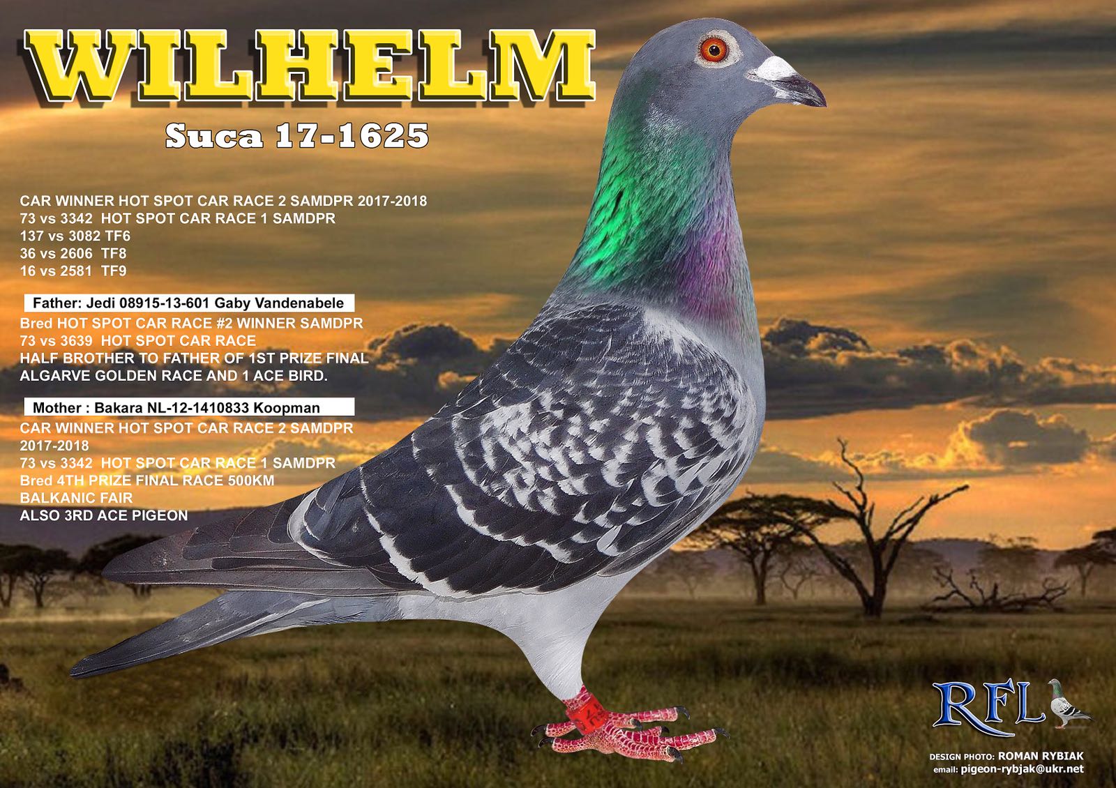 SU 24 2522 M - Grandson Bakkara, one of the best hens of the loft