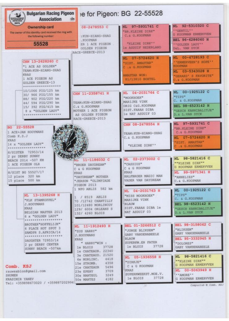 BG 55528-22 F - 1 Ace AS Golden OLR x Hooymans 268 top breeding hen!