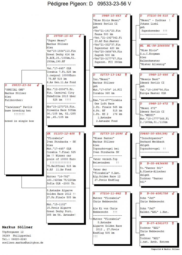 DV 9533-23-56 M - Brother Carwinner, base breeding hen Zdenek Pavlik
