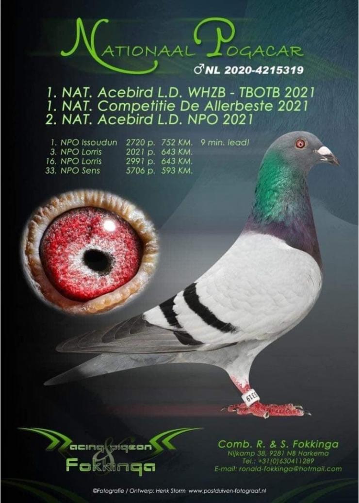 NL 1025296-20 M - Inbred Harry