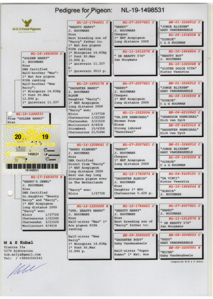 NL 1498531-19 F - Granddaughter Beauty Harry