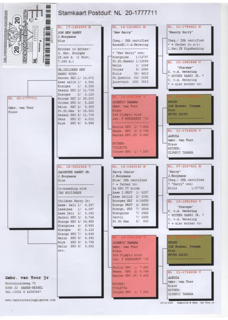 NL 1777711-20 M - Grandson New Harry